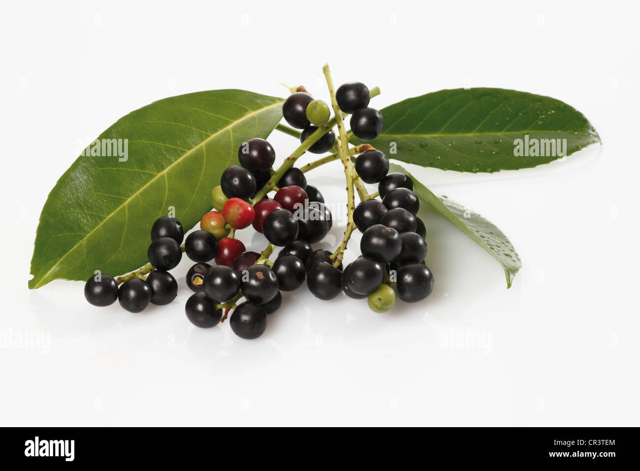 Cherry laurel (Prunus laurocerasus), fruits Stock Photo