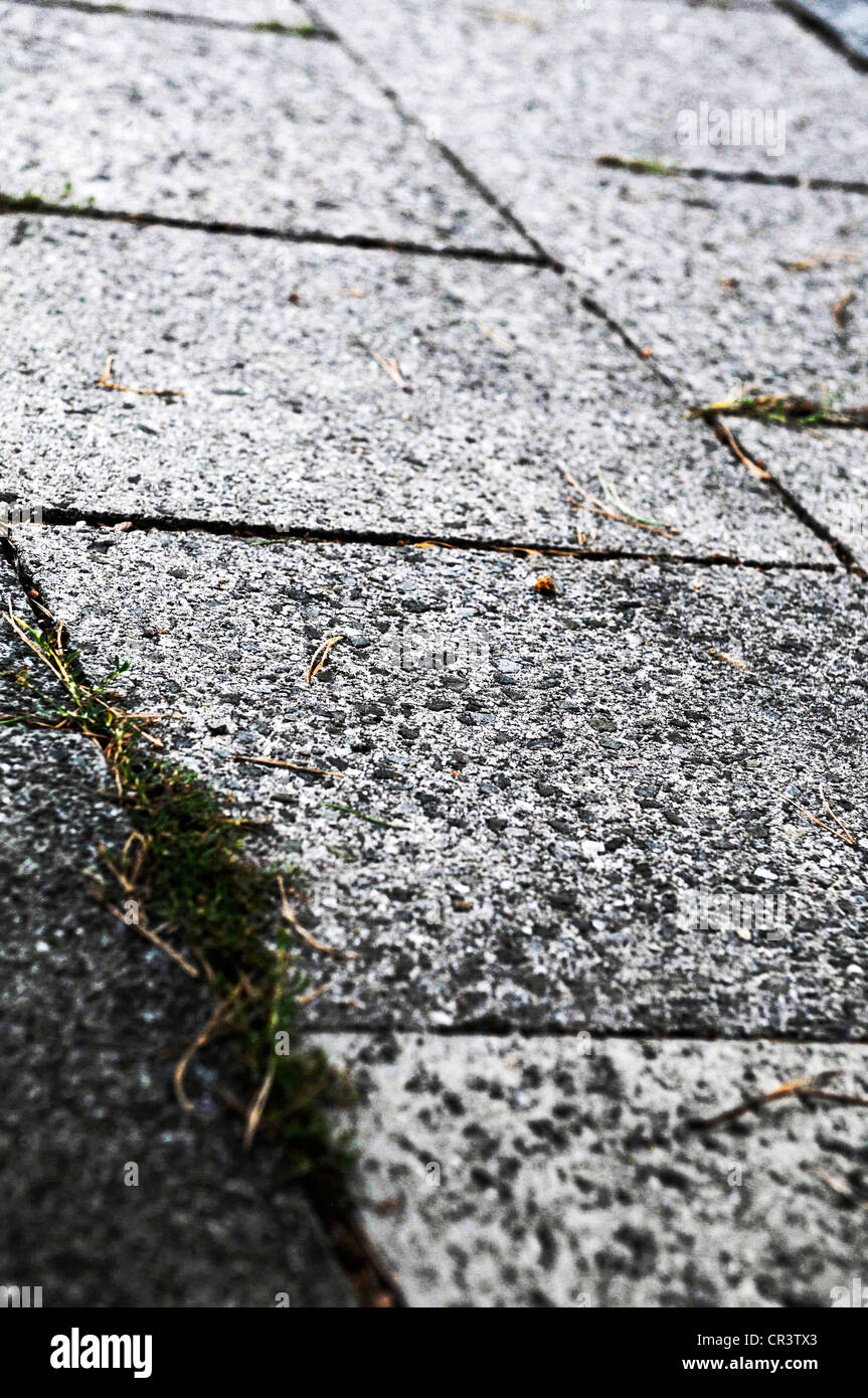 Grass growing between paving stones Stock Photo Alamy