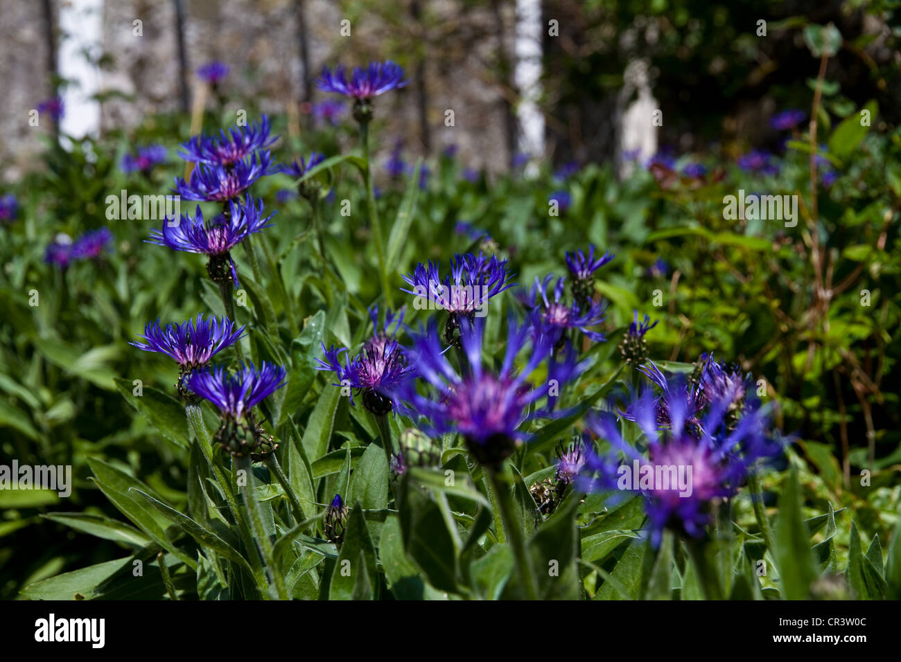 Blue cornflowers Centaurea cyanus Stock Photo
