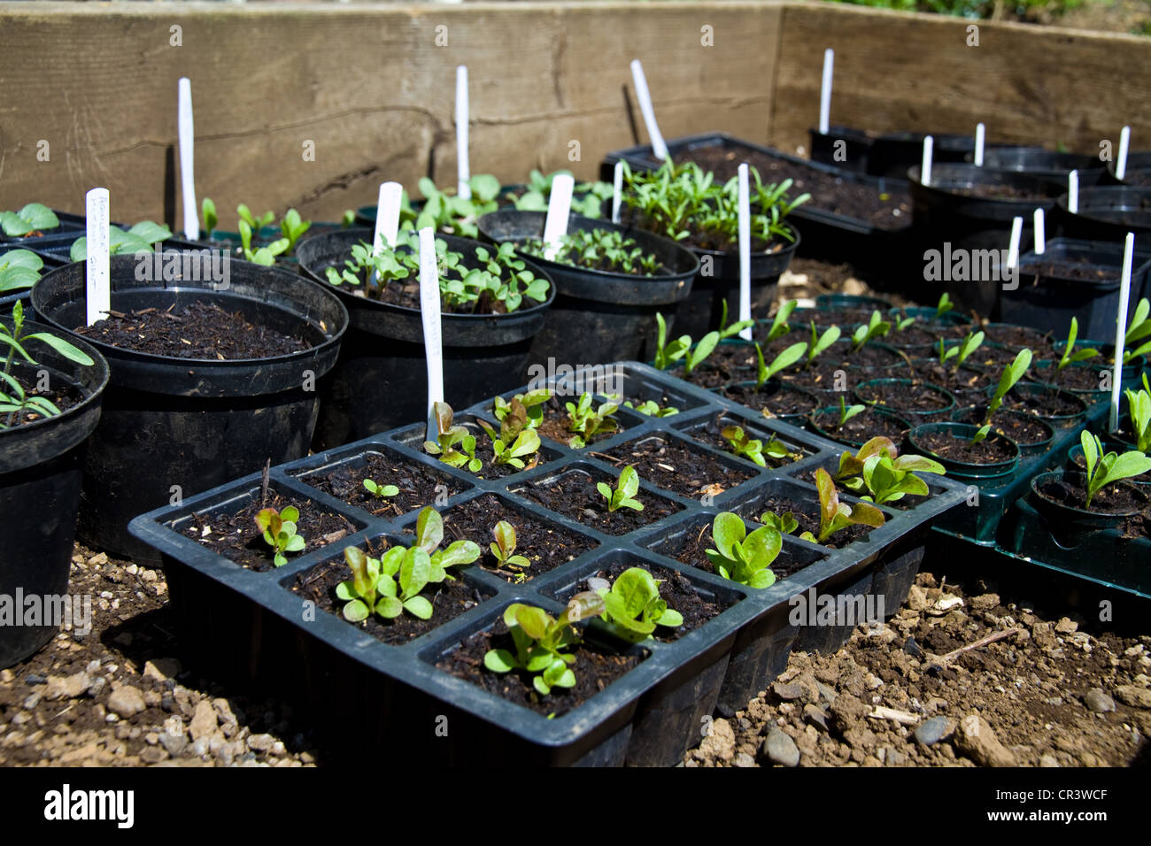 Plants in the cold frame in the garden at Canna House, Small Isles, Scotland Stock Photo