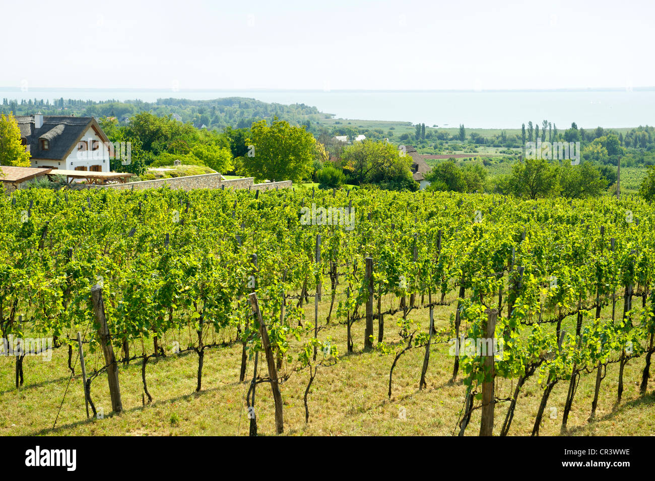 Tamás Pince Csopak vineyards with Lake Balaton in the background. Stock Photo