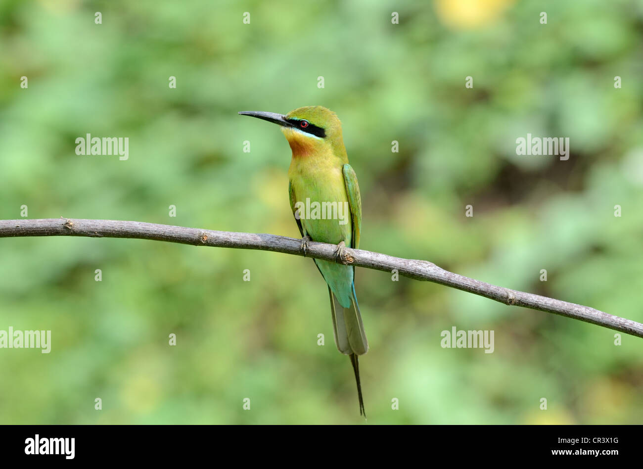 beautiful blue tailed bee eater (Merops philippinus) possing Stock ...