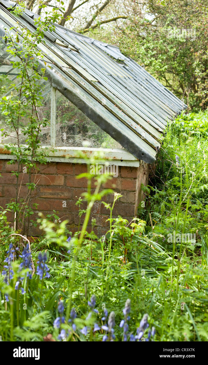 Old greenhouse in overgrown garden, England, UK Stock Photo