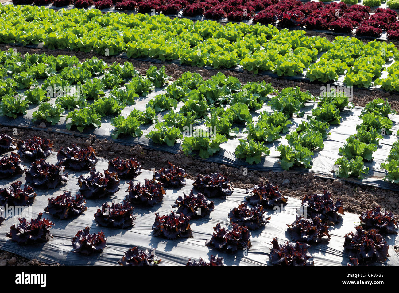 Lettuce growing on mulch film, lettuce patch, theme gardens, National