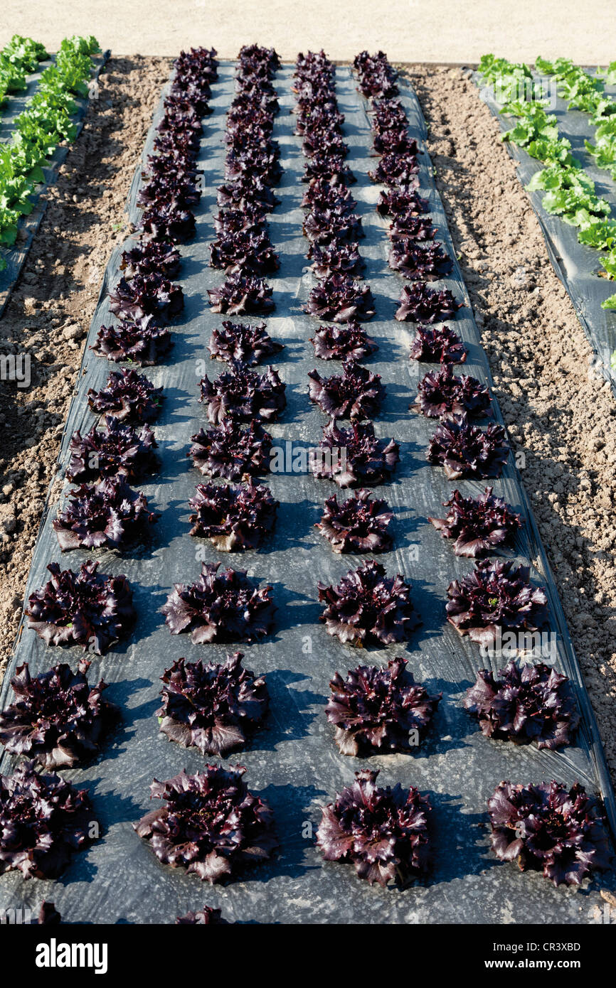 Lettuce growing on mulch film, lettuce patch, theme gardens, National