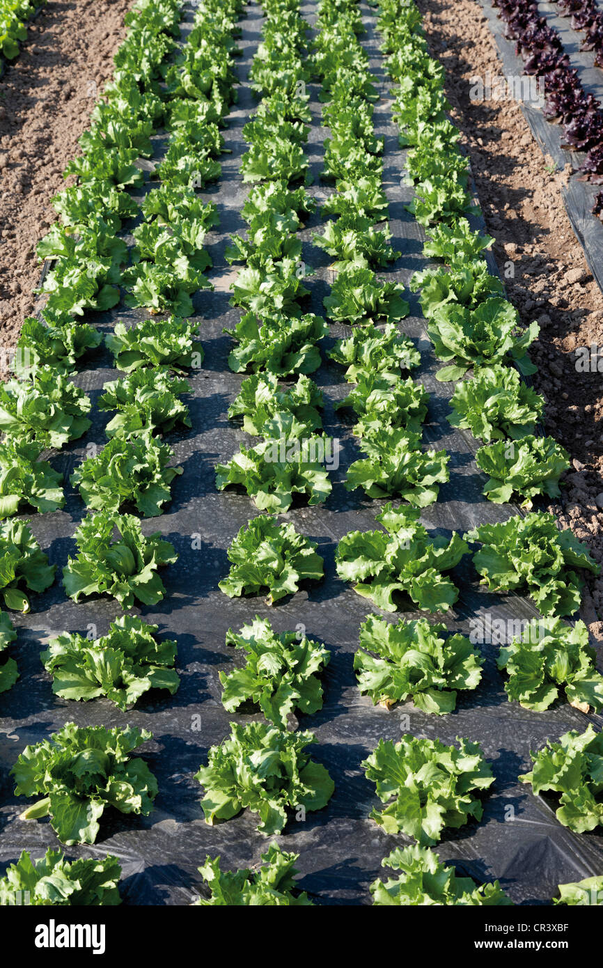 Iceberg lettuce growing on mulch film, lettuce patch, theme gardens