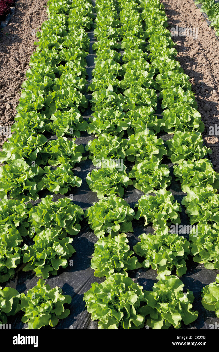 Lettuce growing on mulch film, lettuce patch, theme gardens, National
