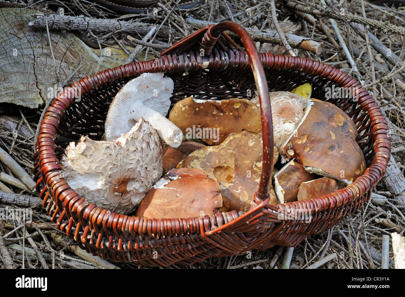 Collecting mushrooms hires stock photography and images Alamy