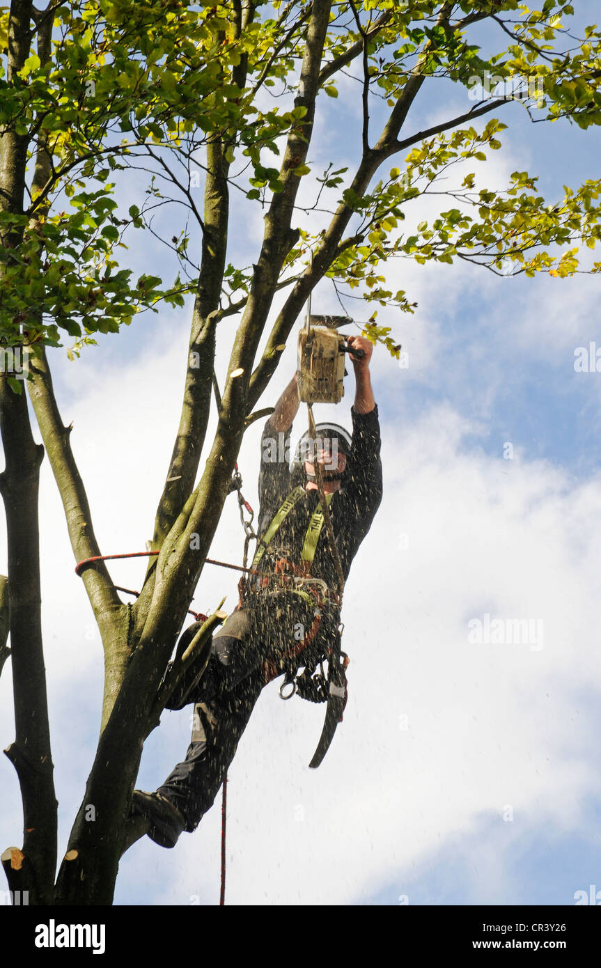 Cutting down a tree hires stock photography and images Alamy