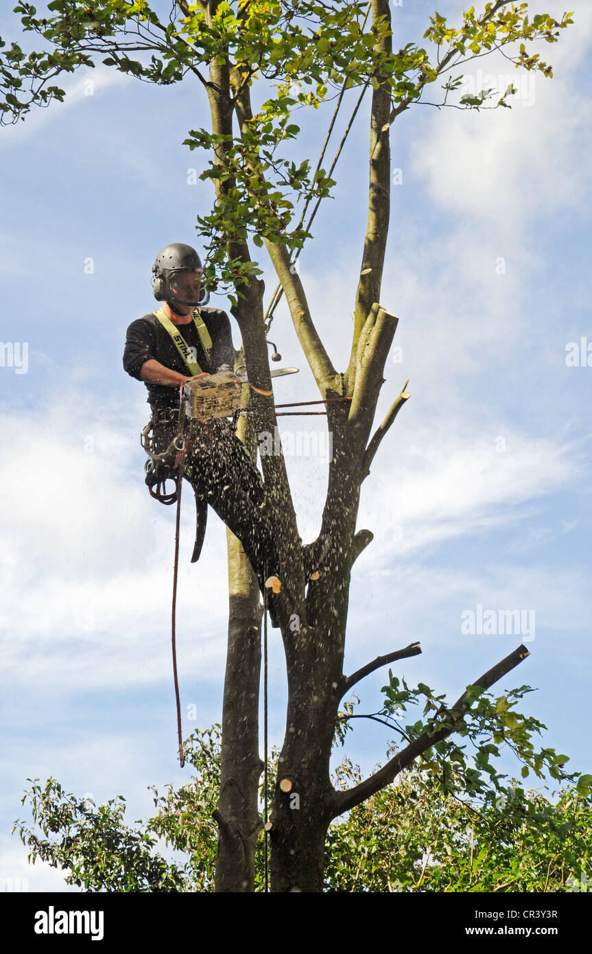 Tree climber with a chain saw, hooks, ropes and safety devices cutting down a tree, tree care services, PublicGround Stock Photo