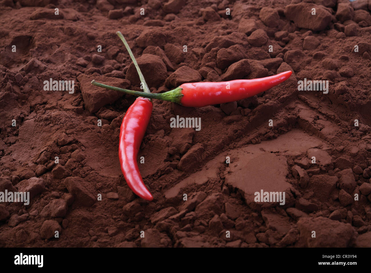 Two chili peppers on cocoa powder Stock Photo Alamy