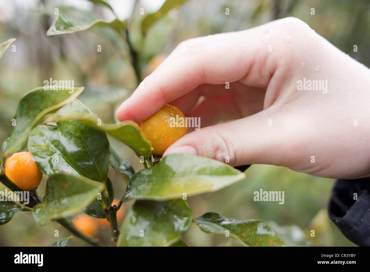 Picking orange kumquat's Stock Photo