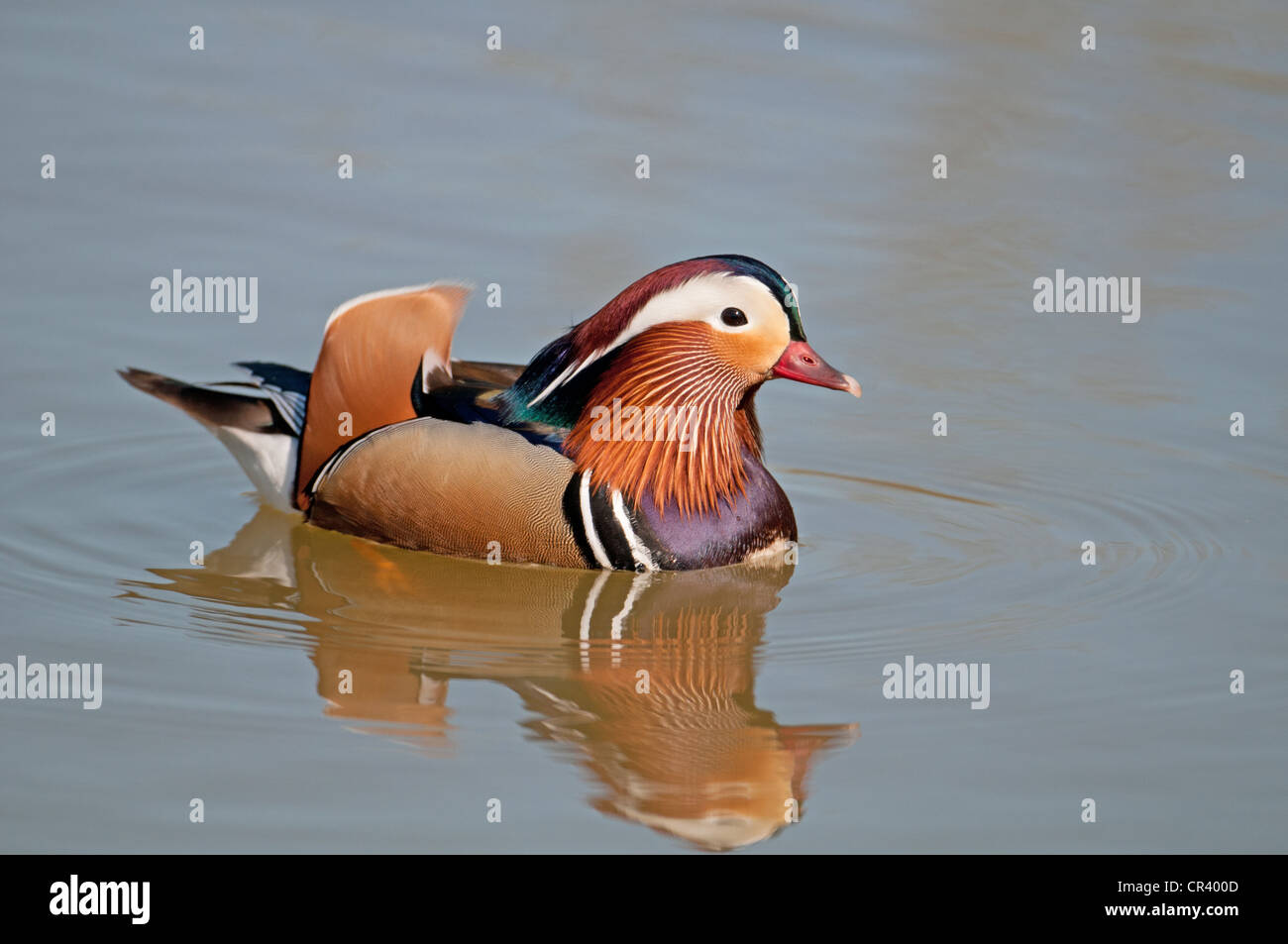 Male mandarin duck on water hi-res stock photography and images - Alamy