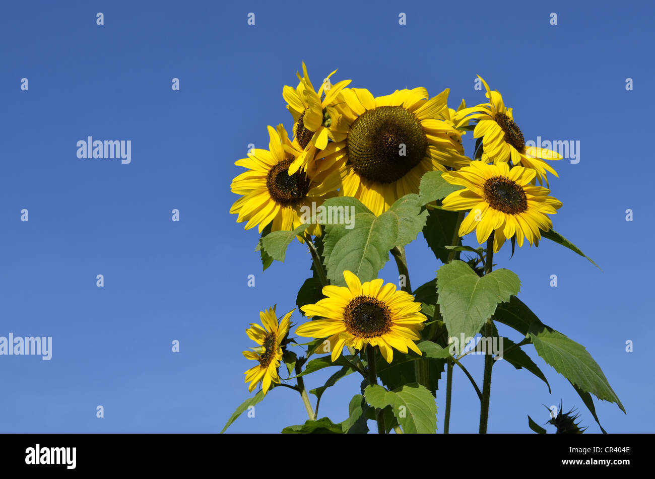 Sunflowers (Helianthus anuus), against blue sky Stock Photo