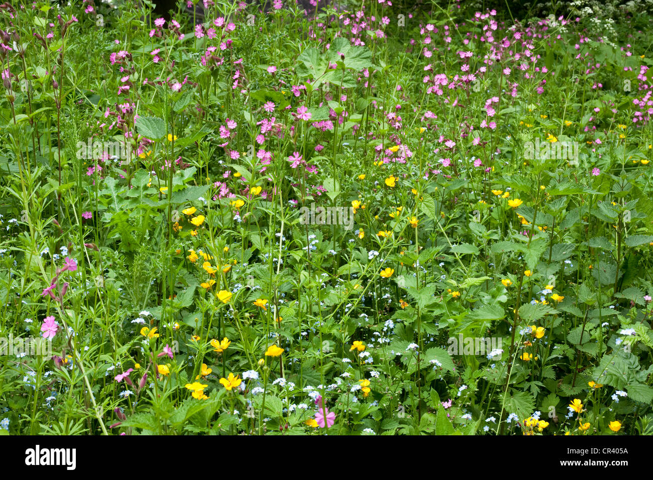 Wild flowers in country hedgerow, England, UK Stock Photo Alamy
