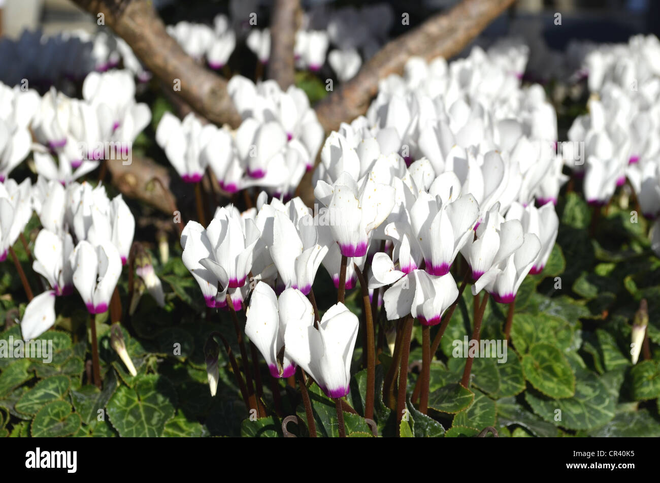 Ivy-leaved cyclamen (Cyclamen hederifolium), white, growing outdoors Stock Photo