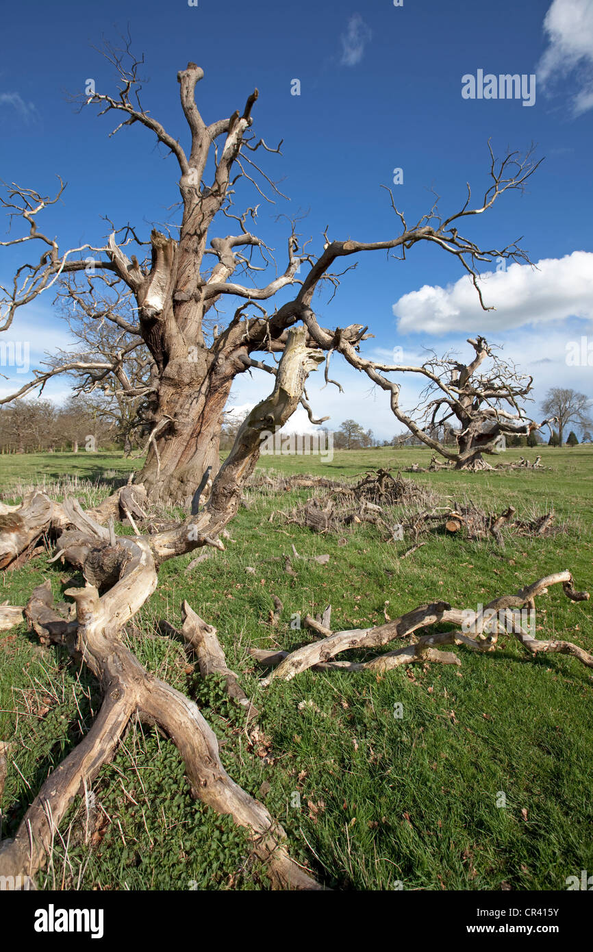 Dead oak tree hires stock photography and images Alamy
