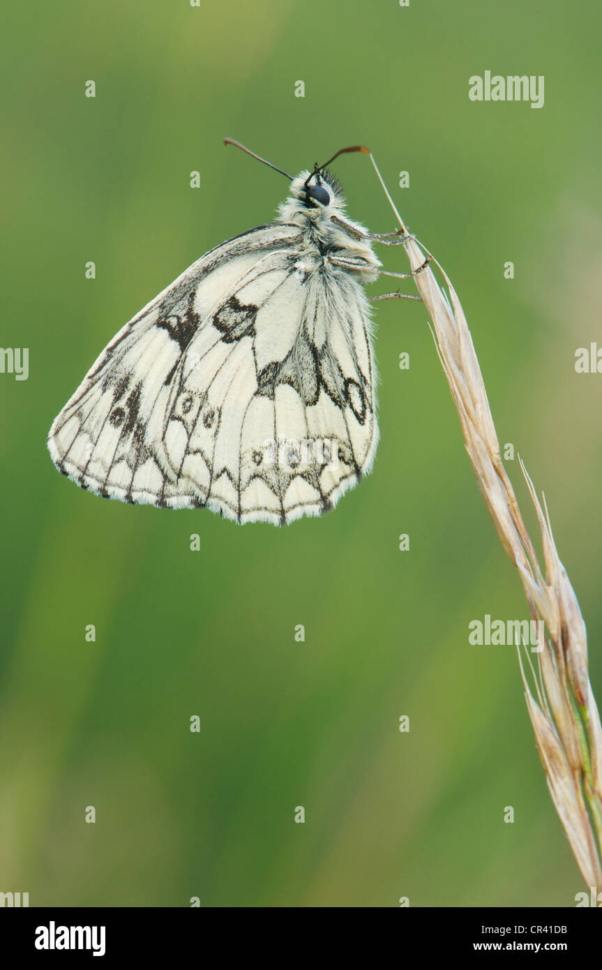 Marbled White butterfly basking in early morning sun to warm up before flight Stock Photo