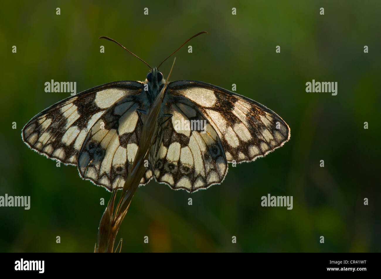 Marbled White butterfly basking in early morning sun to warm up before flight Stock Photo