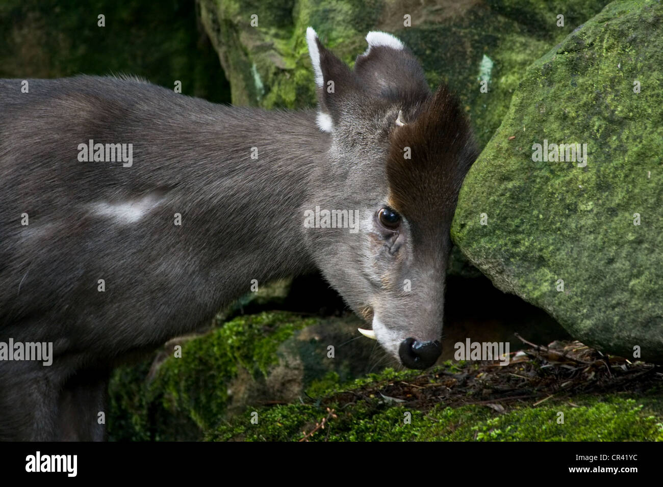 Western Tufted Deer or Elaphodus cephalophus scouring its head against rocks Stock Photo