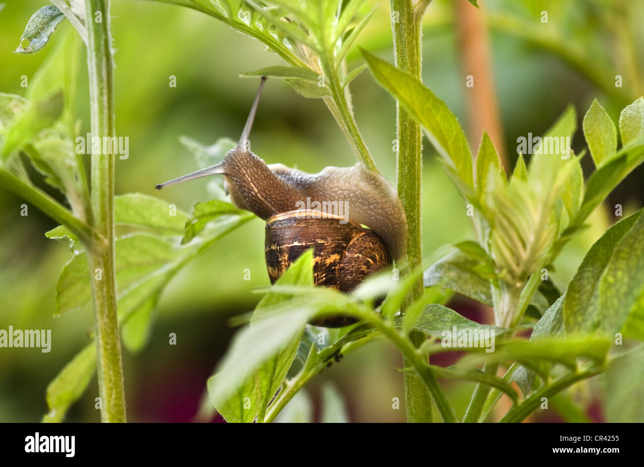 Snail eating from leaves and damaging a plant on early morning in