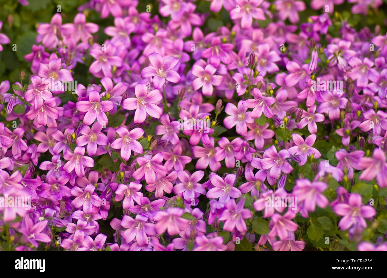 Tapestry of pink bellflowers or Campanula in spring in the garden as a flower background Stock Photo