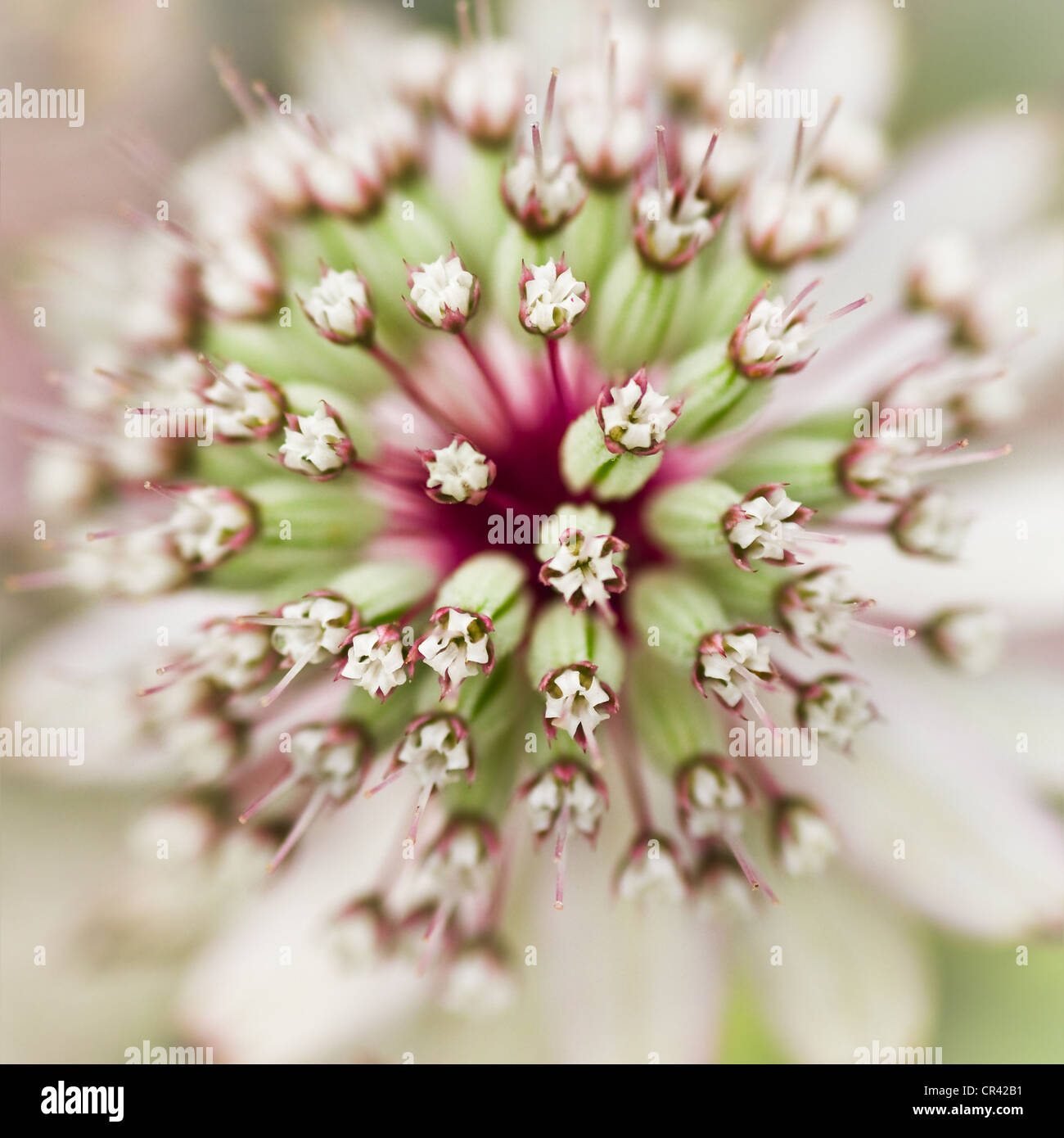 Close up Masterwort or Astrantia flower in summer Stock Photo