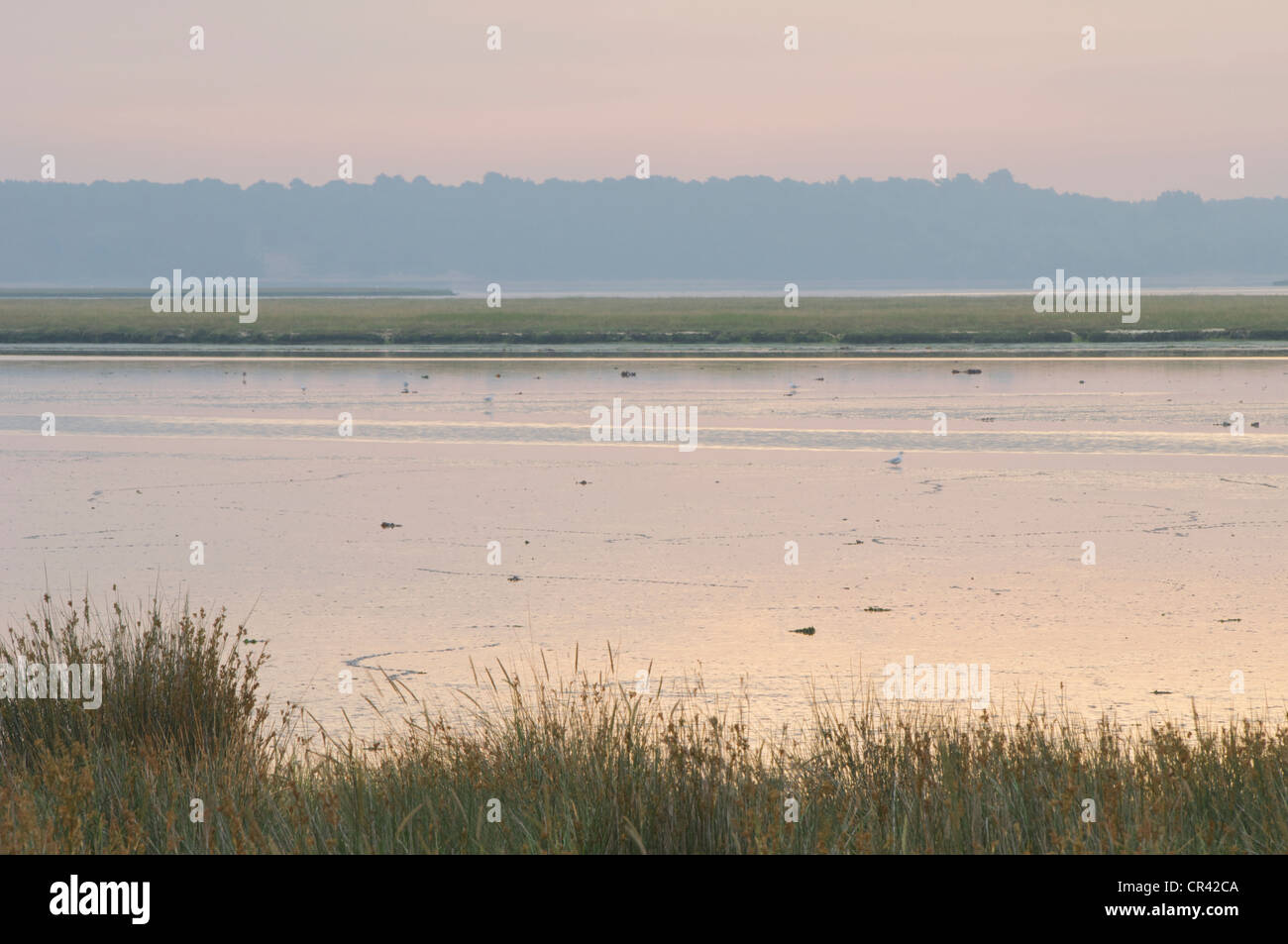 Arne nature reserve at sunrise looking over a tidal creek with the tide out Stock Photo