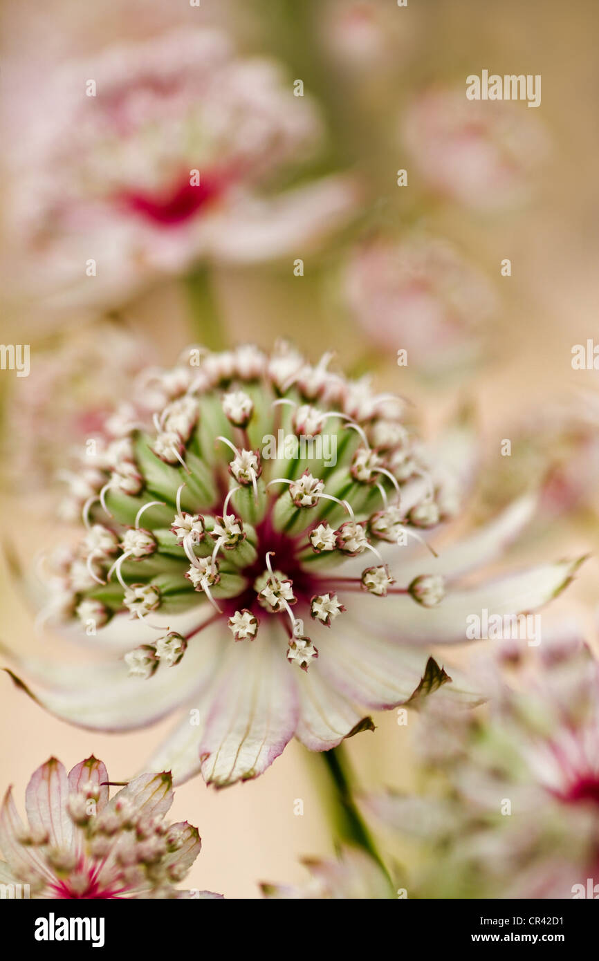 Masterwort or Astrantia flowers in summer in close view Stock Photo