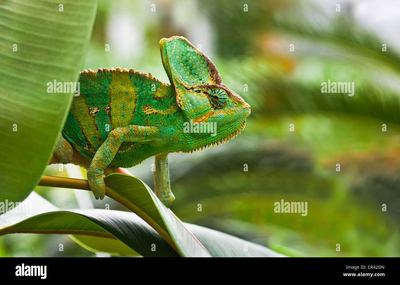 Green Jemenchameleon or Chamaelio calyptratus climbing a tree Stock Photo