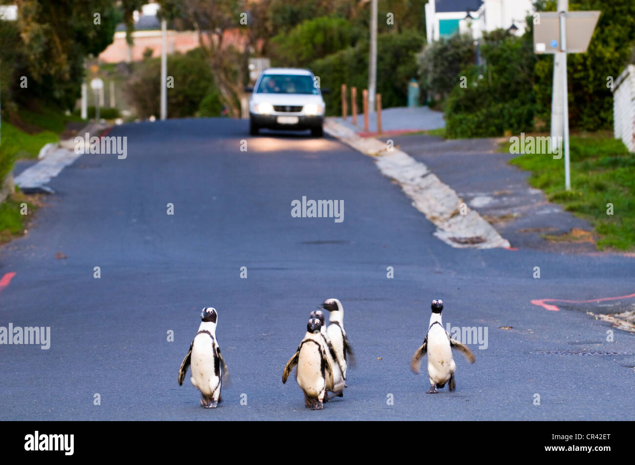 Jackass Penguins (Spheniscus demersus) walking along a road, Boulders Beach, Simon's Town, Western Cape, South Africa, Africa Stock Photo