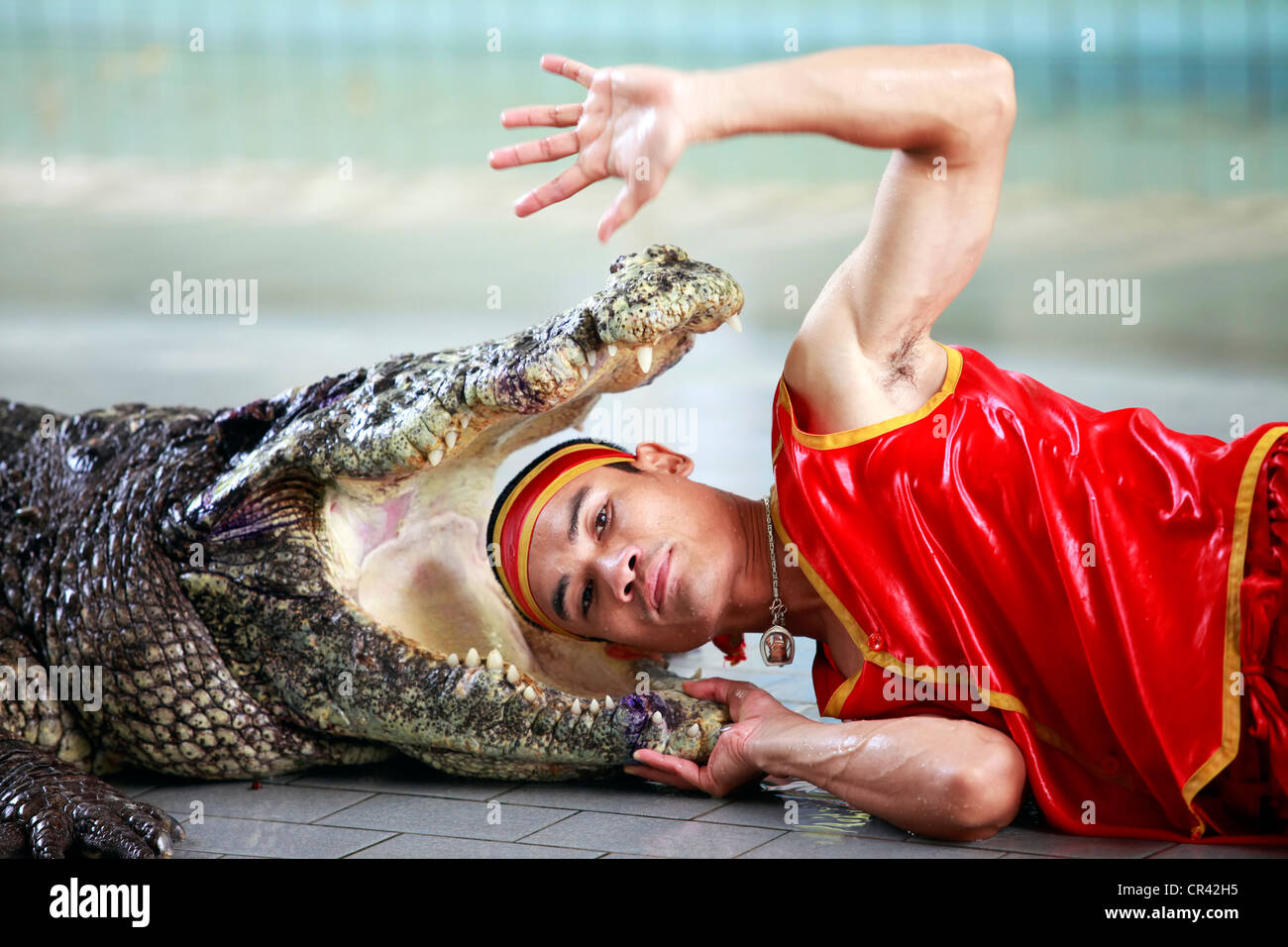 Crocodile show in Thailand Stock Photo Alamy