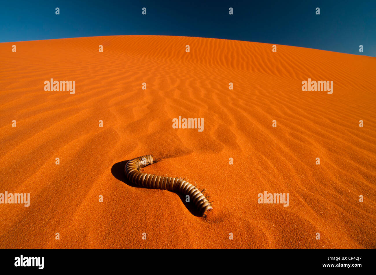 Red sand dune, carcass of a millipede (Myriapoda), Kgalagadi Transfrontier Park, Kalahari Desert, Northern Cape, South Africa Stock Photo