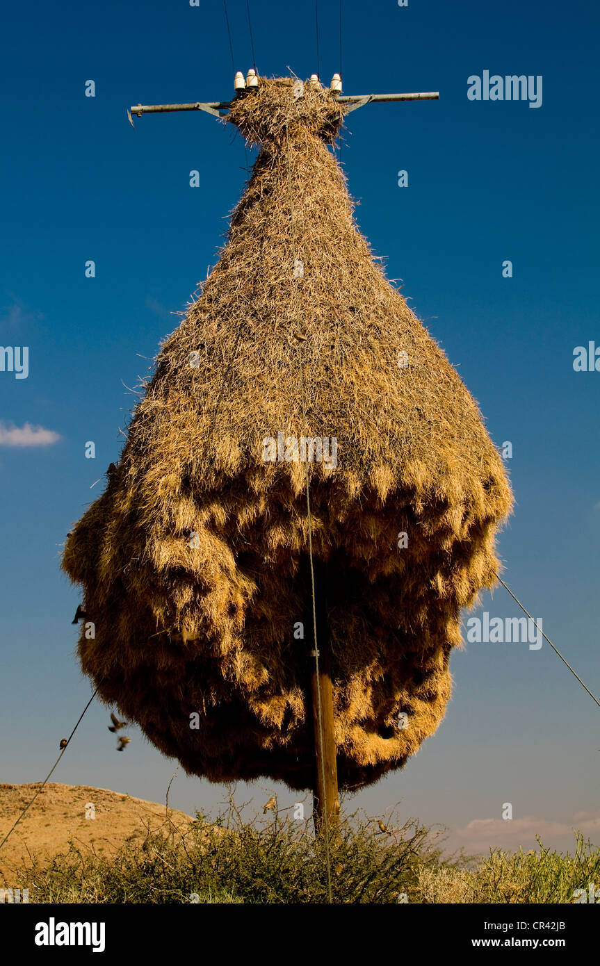 Nest of weaver birds, Northern Cape, South Africa, Africa Stock Photo