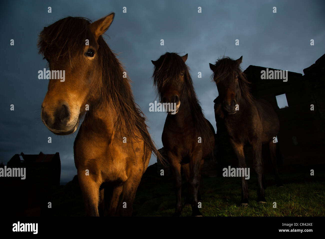 Iceland horses on an abandoned farm, south-east coast, Iceland, Europe Stock Photo