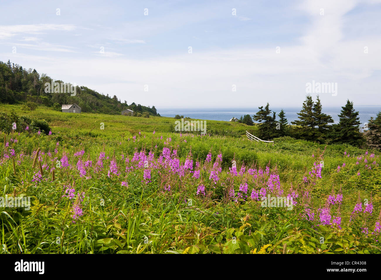 Canada, Quebec Province, Gaspesie, Ile Bonaventure (Bonaventure Island) Stock Photo