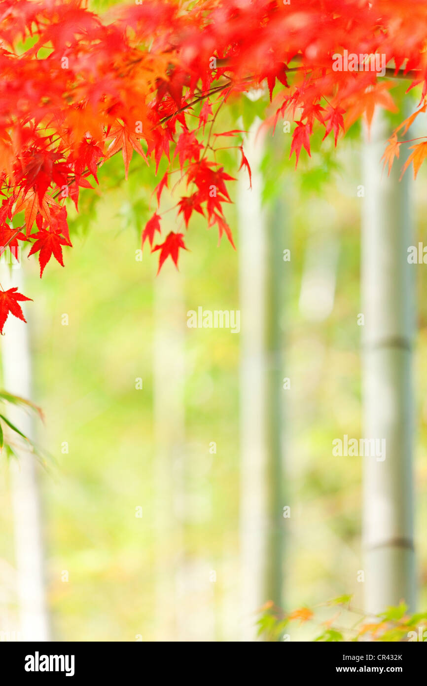 Vibrant maple leaves hi-res stock photography and images - Alamy