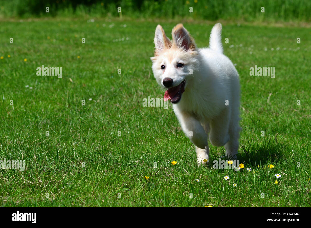 swiss german shepherd puppies
