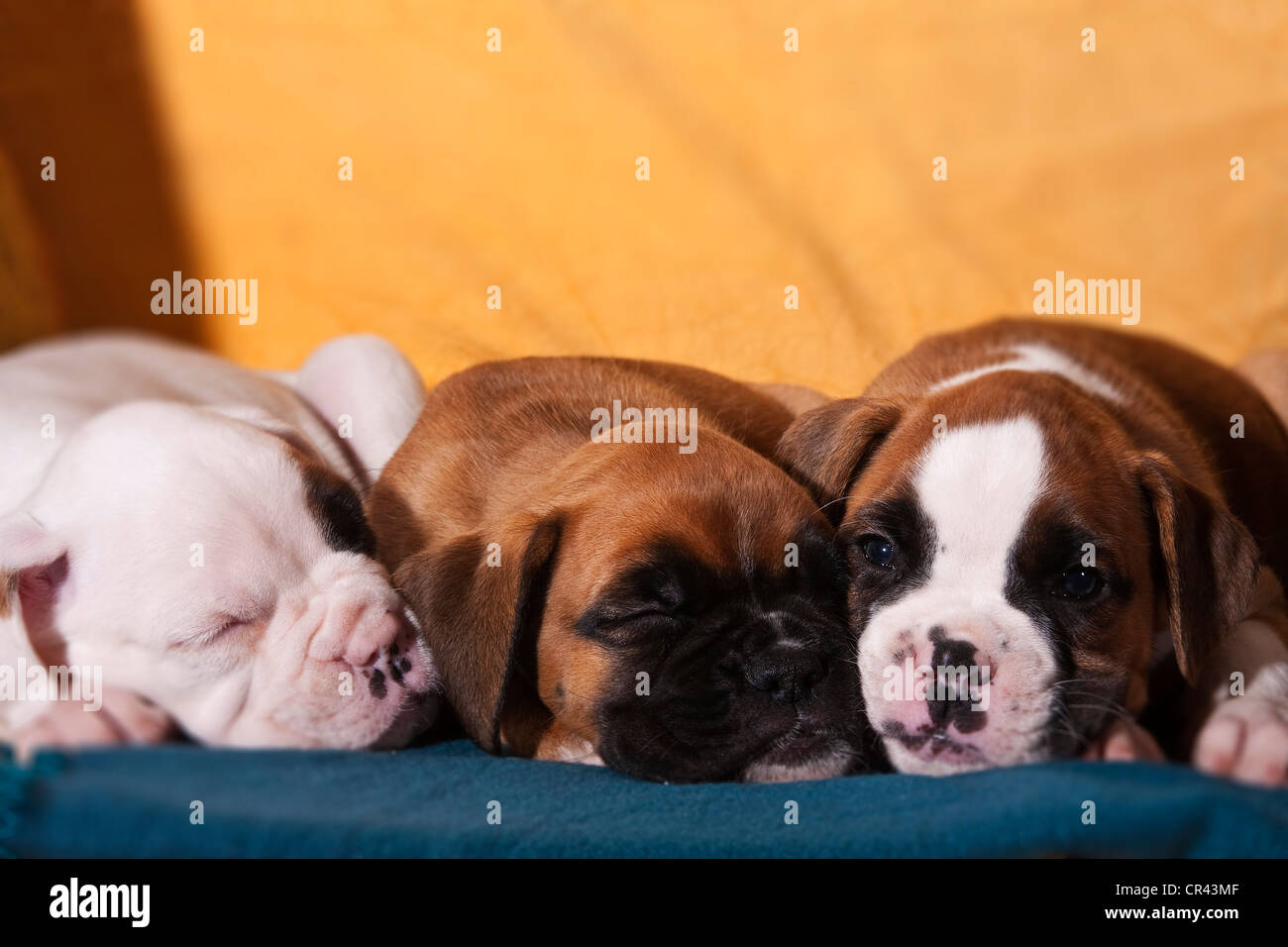 Boxer At Rest High Resolution Stock Photography and Images Alamy