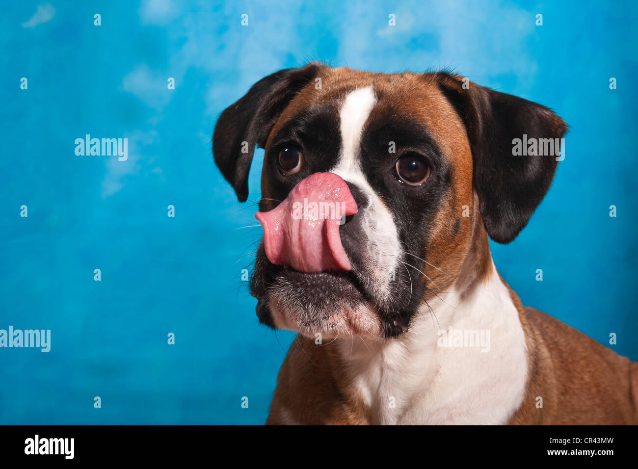 Boxer licking tongue over snout, portrait Stock Photo