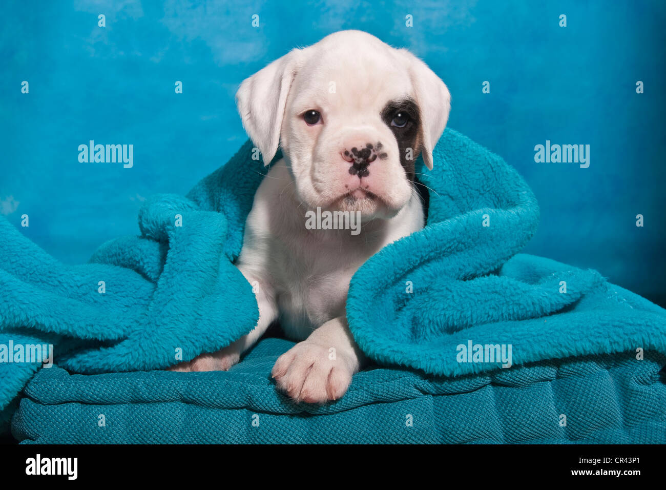 Boxer puppy wrapped in a blanket Stock Photo Alamy