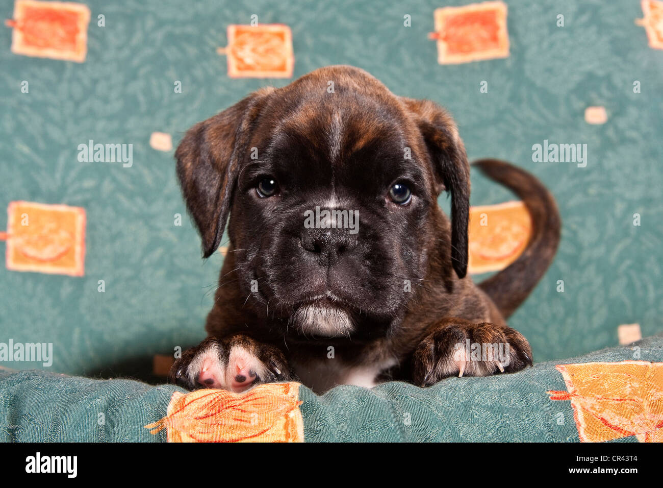 Boxer puppy on a sofa Stock Photo Alamy
