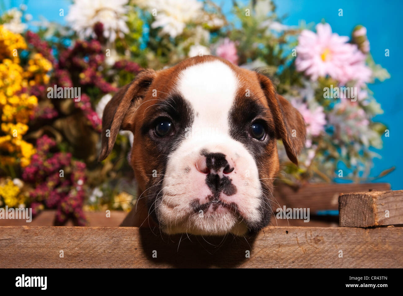 Boxer puppy looking out of a wooden crate, with flowers at the rear