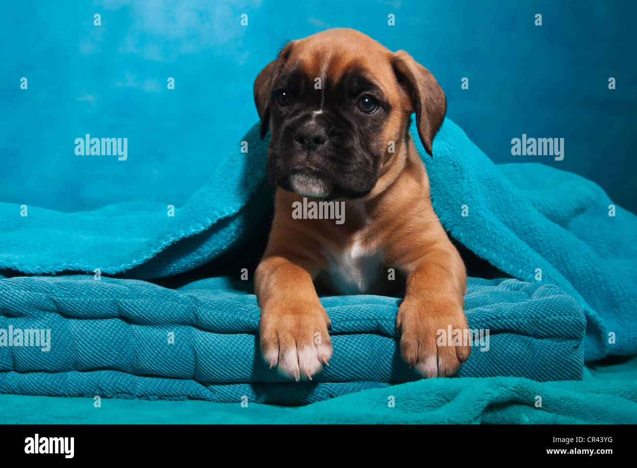Boxer puppy, wrapped in a blanket Stock Photo