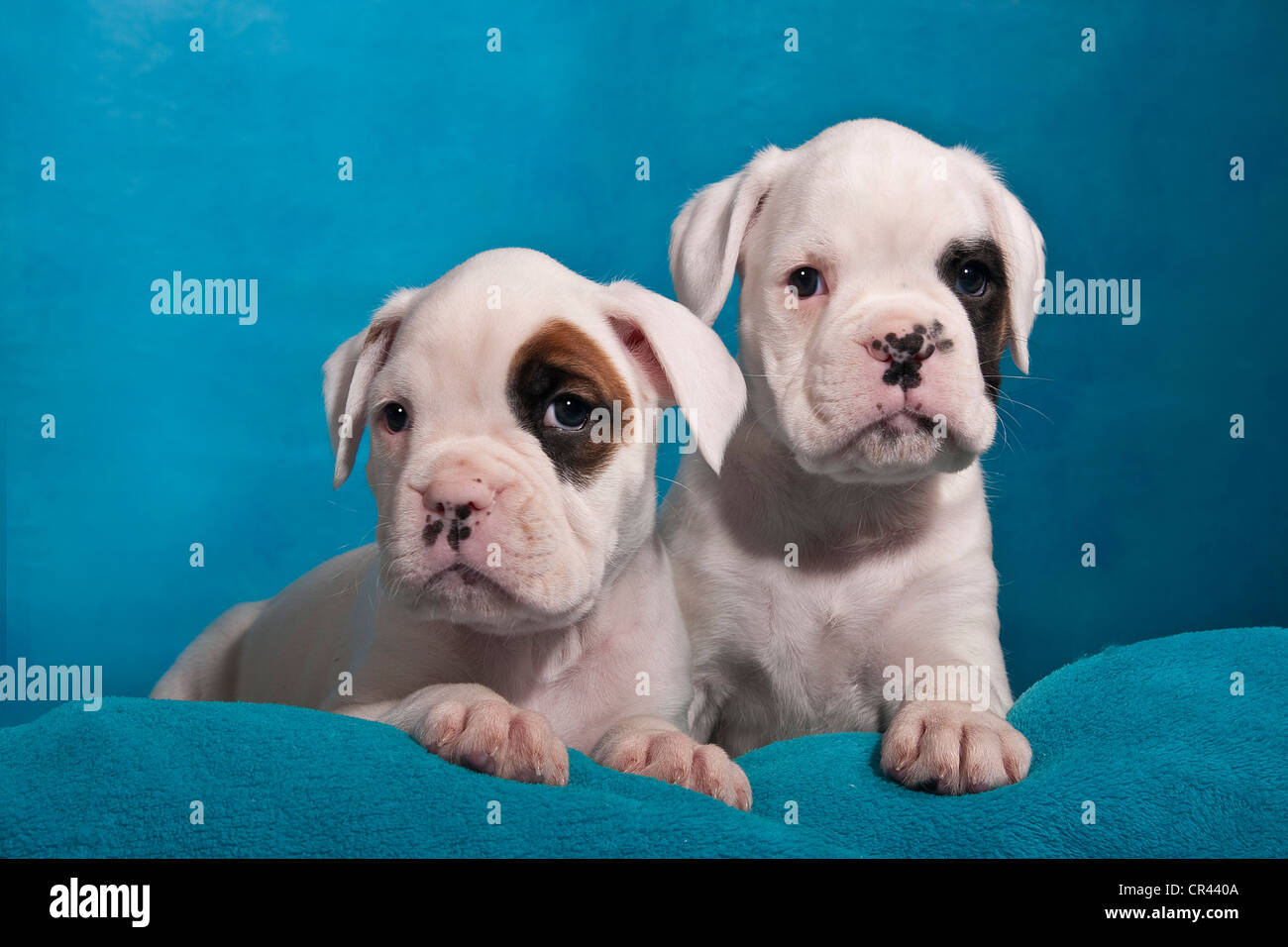 Two boxer dog puppies looking hi res stock photography and images