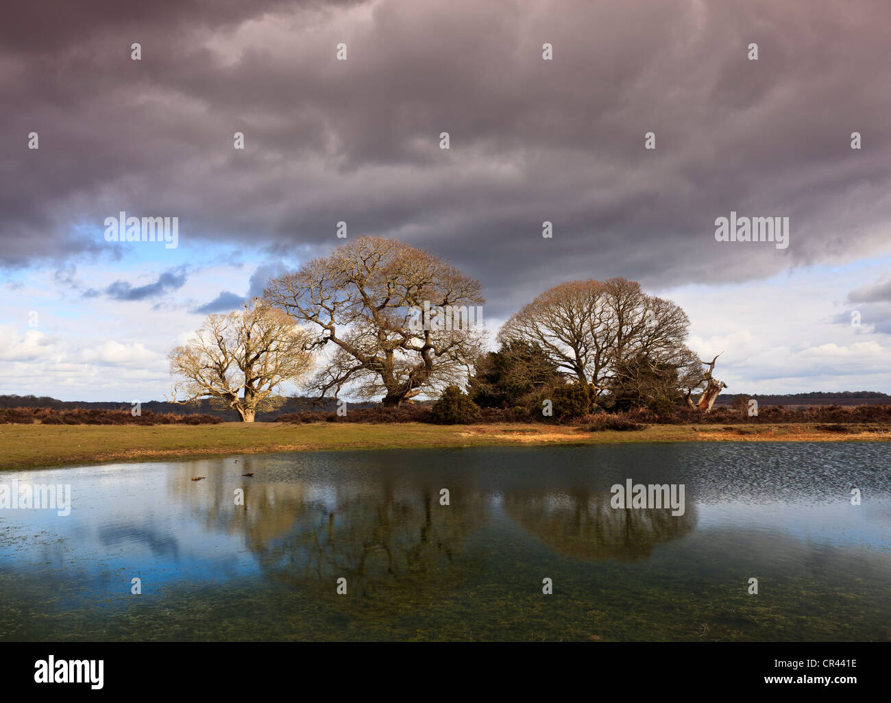 Group of trees reflected in the water of a pond at Mogshade Hill, near Bolderwood, New Forest National Park, Hampshire, UK Stock Photo