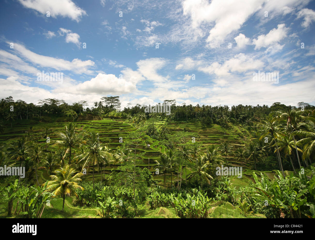 Terraced rice paddies with crops, near merita in ne bali, indonesia Stock Photo