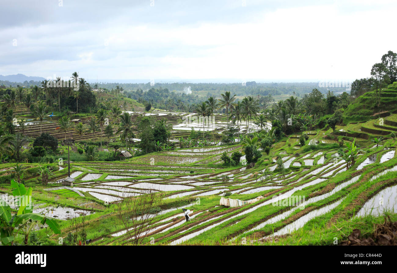 Rice production in indonesia hi-res stock photography and images - Alamy