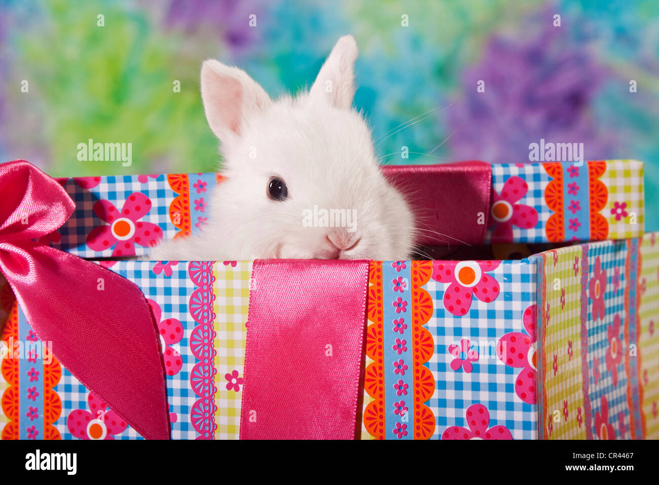 Young dwarf rabbit in a gift box Stock Photo Alamy