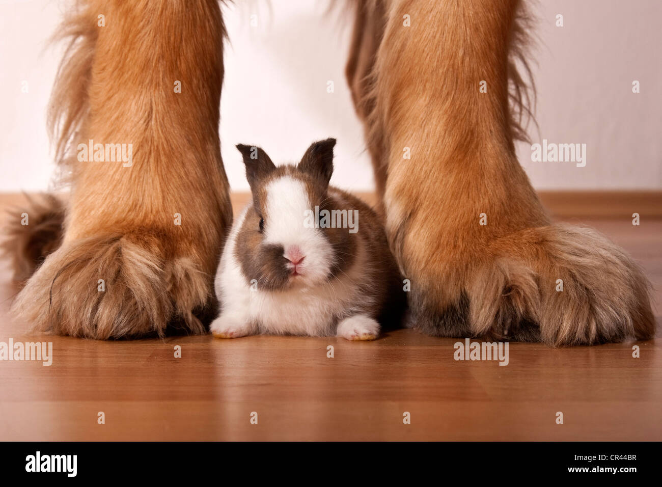 Dwarf rabbit sitting between the legs of a large Leonberger dog Stock Photo